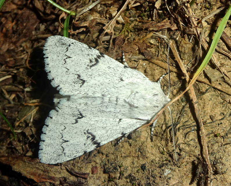 Acronicta leporina - fehér szigonyosbagoly