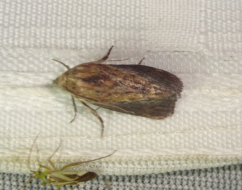 Galleria mellonella - nagy viaszmoly