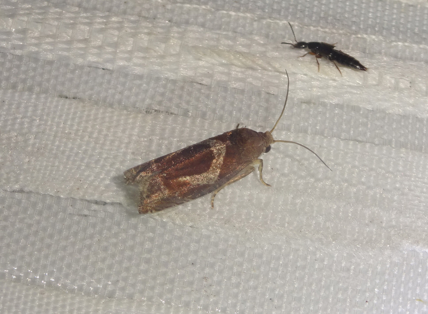 Epiblema foenella - kampósfoltú tükrösmoly