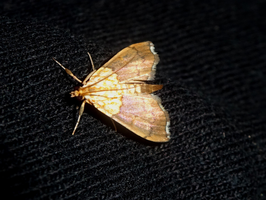 Agrotera nemoralis - ligeti tűzmoly