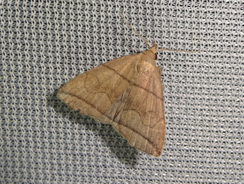 Herminia grisealis - ligeti karcsúbagoly