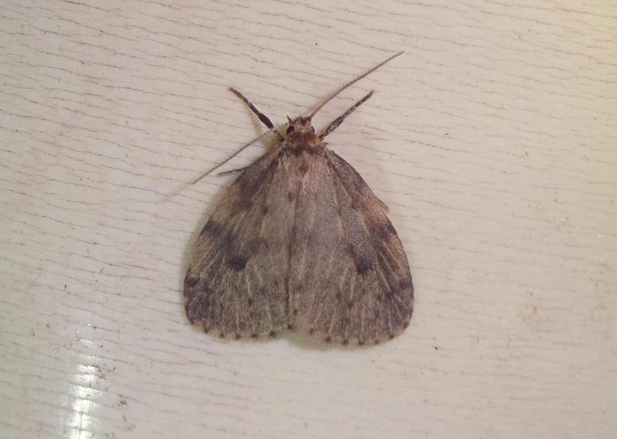 Thumata senex - mocsári medvelepke