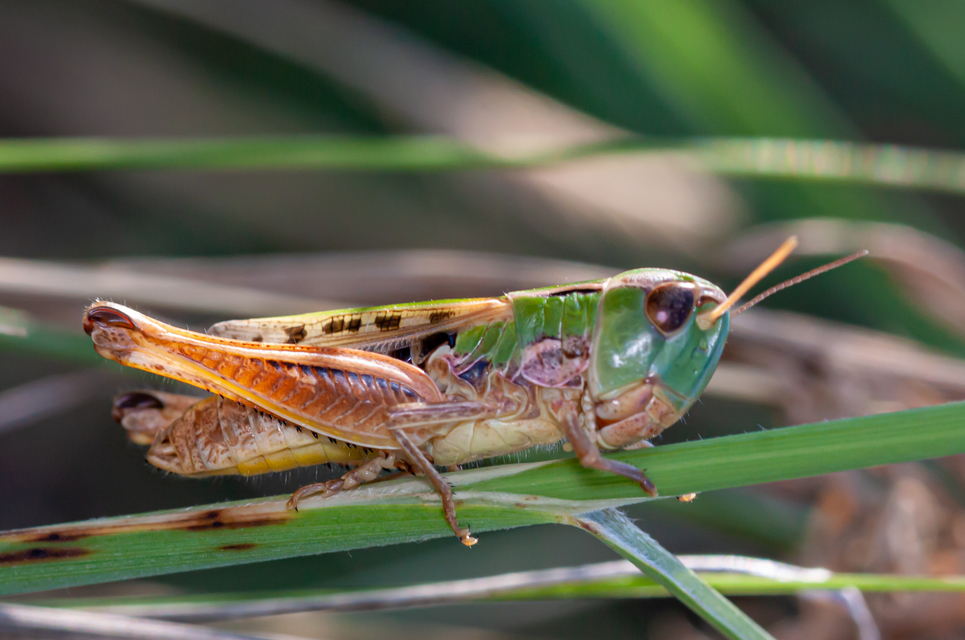 Stenobothrus nigromaculatus - sztyeppréti sáska
