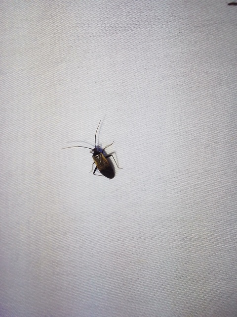 Adelphocoris seticornis - szegélyes mezeipoloska