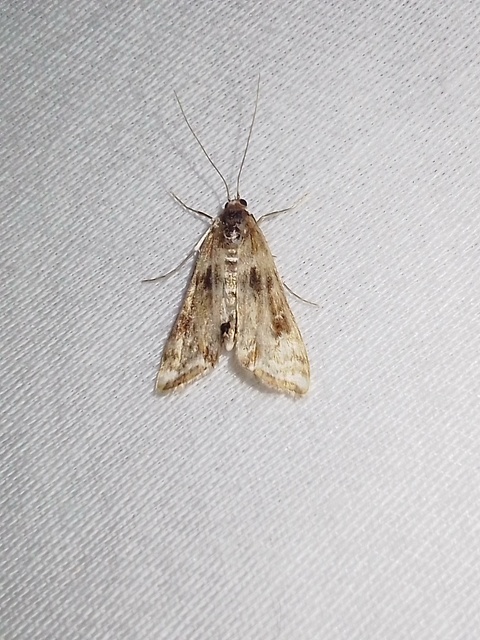 Cataclysta lemnata - békalencsemoly