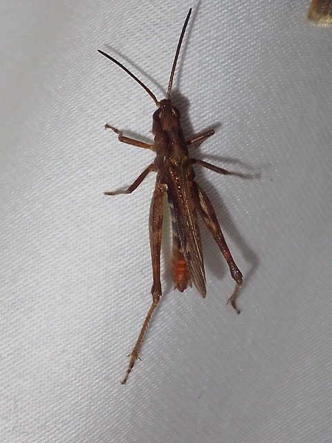 Chorthippus (Glyptobothrus) (subgenus)