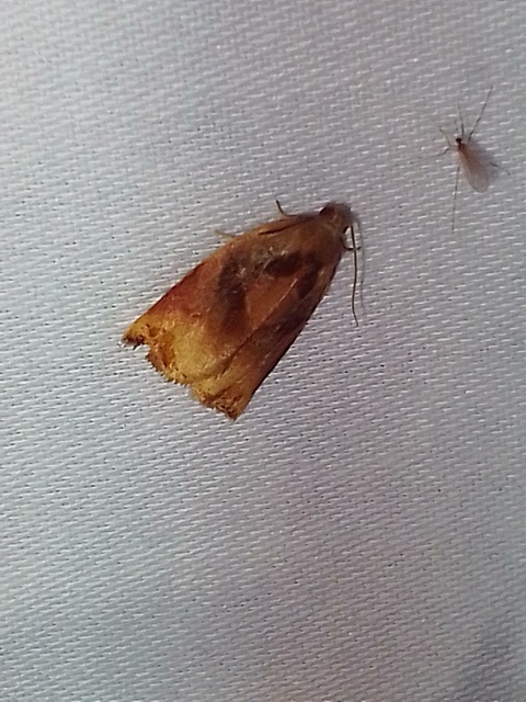 Archips podana - dudvarágó sodrómoly