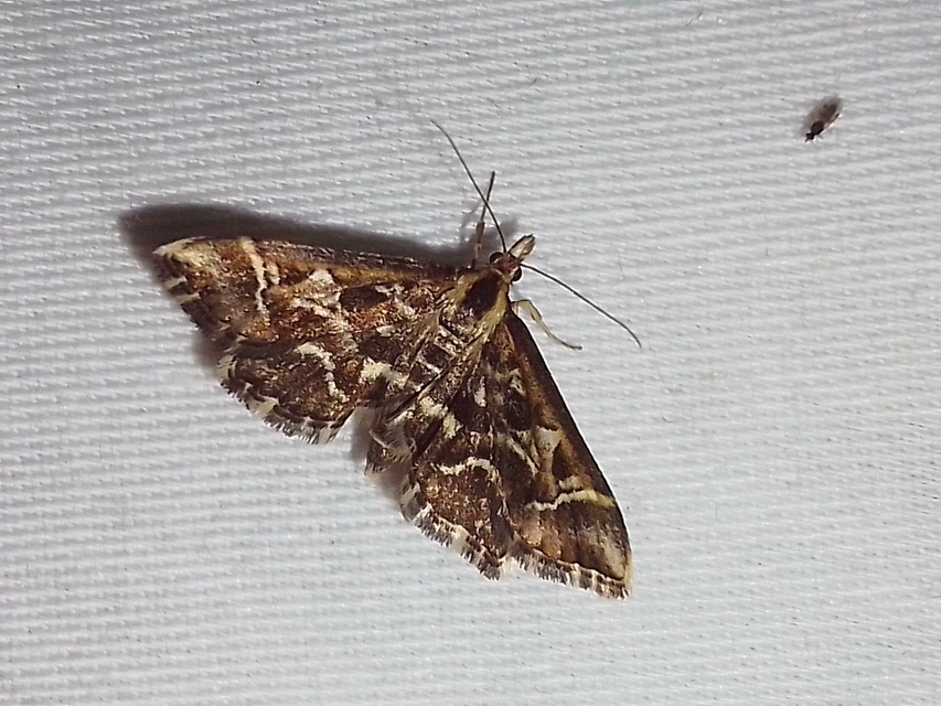 Diasemia reticularis - betűmintás tűzmoly