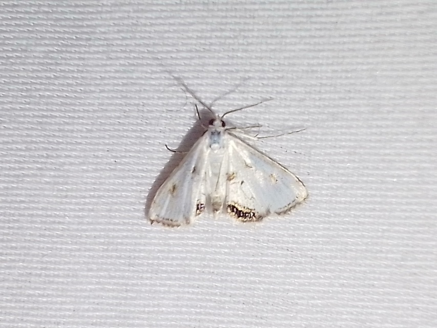 Cataclysta lemnata - békalencsemoly
