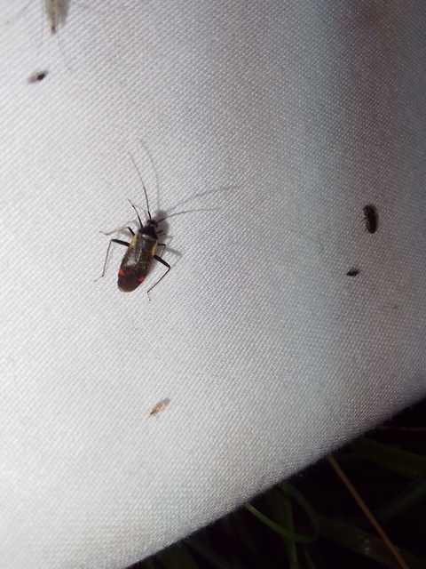 Adelphocoris seticornis - szegélyes mezeipoloska