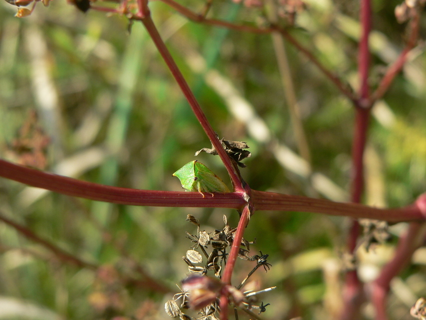 Stictocephala bisonia - bivalykabóca