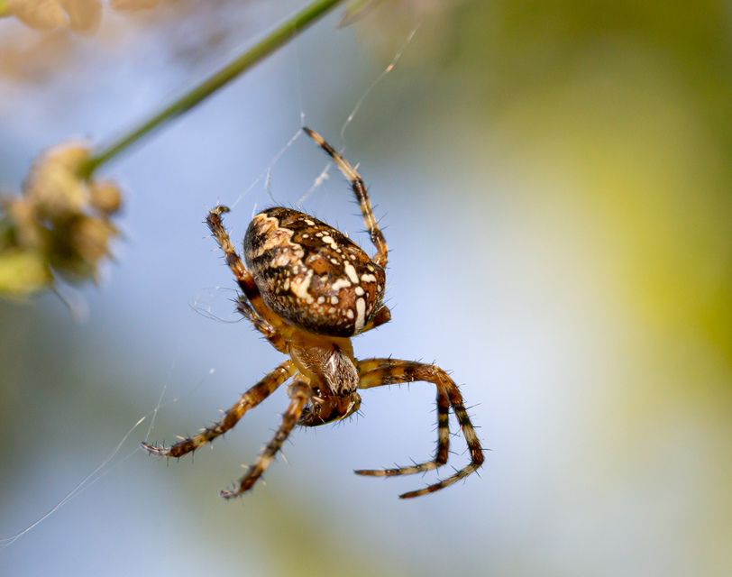 Araneus diadematus - koronás keresztespók