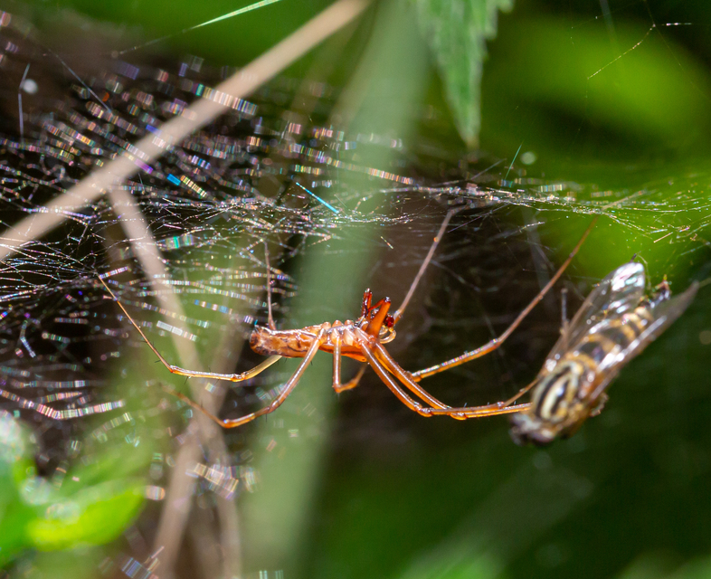 Linyphia triangularis - háromszöges vitorláspók