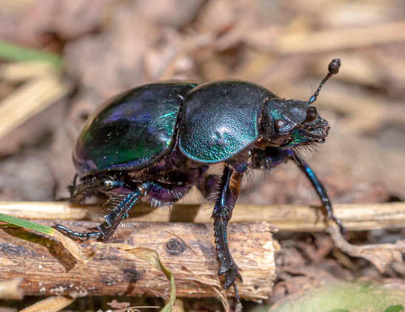 Trypocopris vernalis - tavaszi álganéjtúró