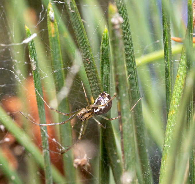 Linyphia triangularis - háromszöges vitorláspók
