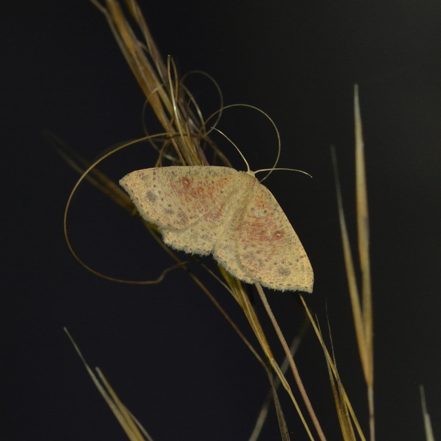 Cyclophora porata - körös pettyesaraszoló
