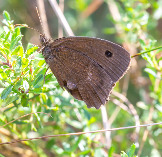 Minois dryas - fekete szemeslepke