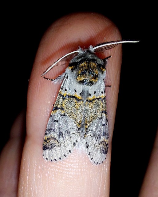 Furcula furcula - szürke púposszövő