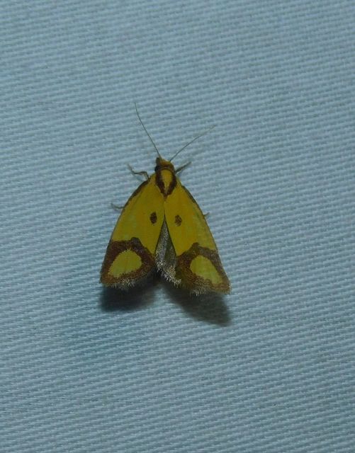 Agapeta zoegana - barnacsíkos sárgamoly