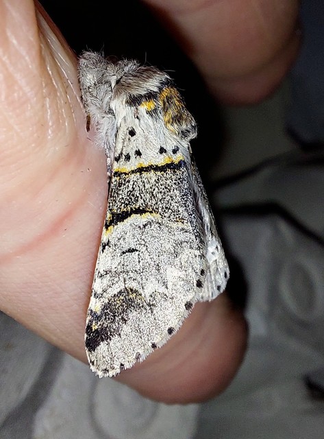 Furcula furcula - szürke púposszövő