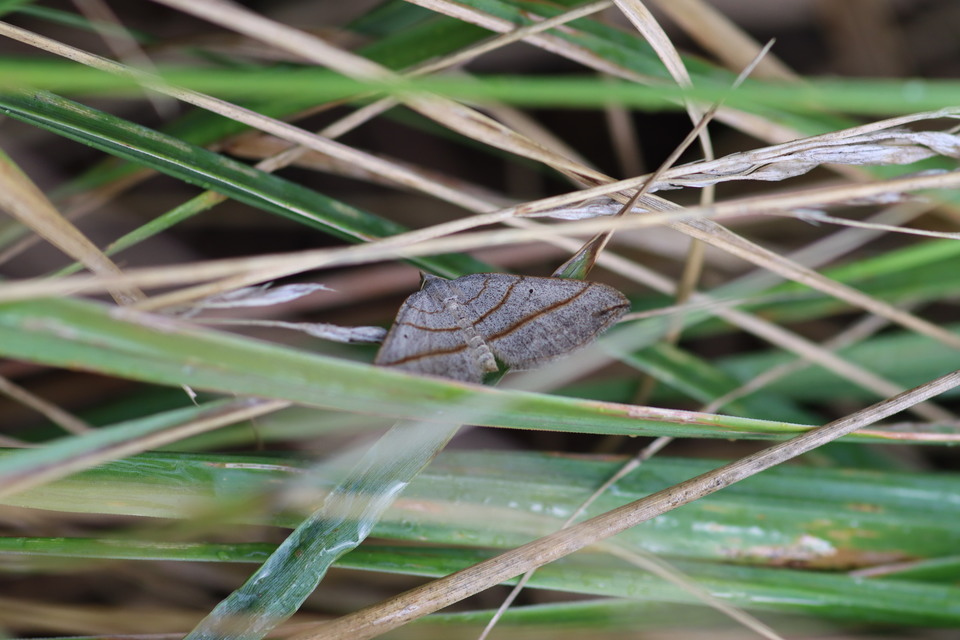 Scotopteryx mucronata/luridata/ignorata