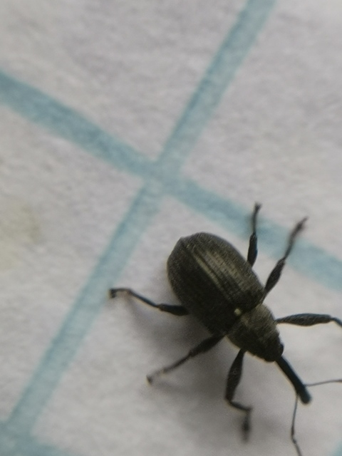 Anthonomus rubi - szamóca-bimbólikasztó Anthonomus rubi - szamóca-bimbólikasztó