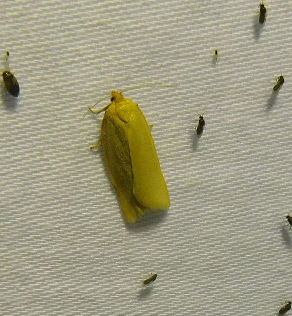 Aphelia paleana - sápadt sodrómoly