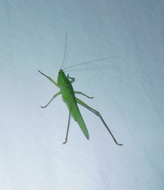 Ruspolia nitidula - nagy kúpfejűszöcske