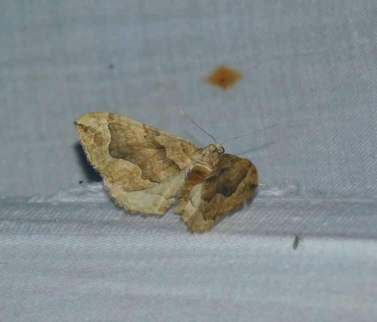 Pelurga comitata - nagy tarkaaraszoló