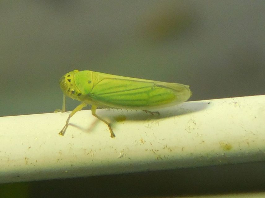 Cicadella viridis - méregzöld kabóca