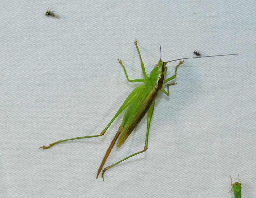 Conocephalus fuscus - kis kúpfejűszöcske