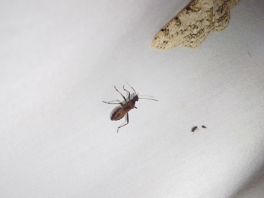 Alydus calcaratus - szőrös tövispoloska