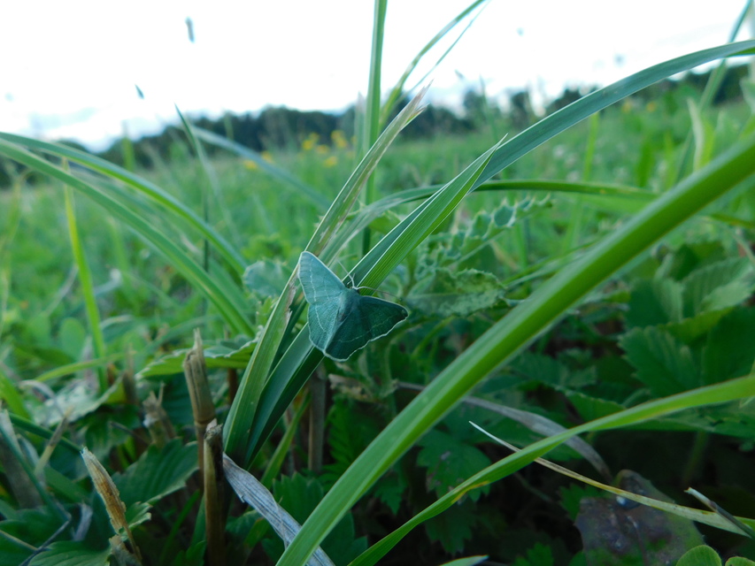 Chlorissa viridata - üdezöld araszoló