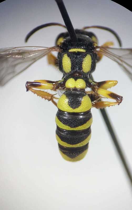 Cerceris arenaria