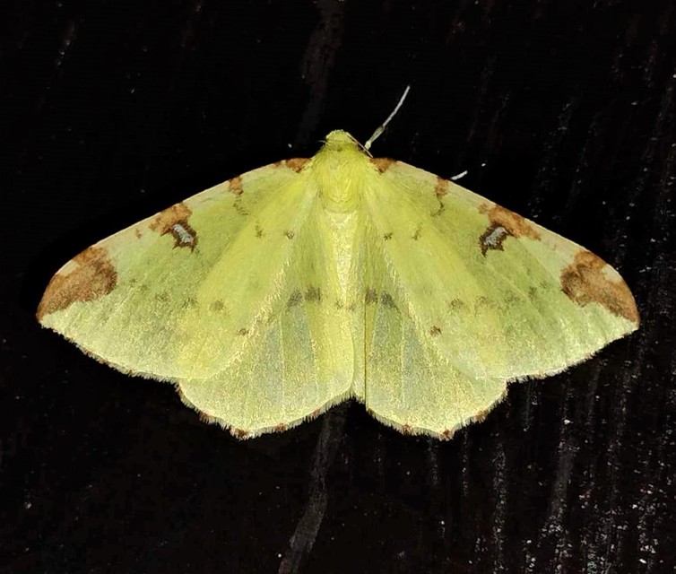 Opisthograptis luteolata - citromsárga araszoló