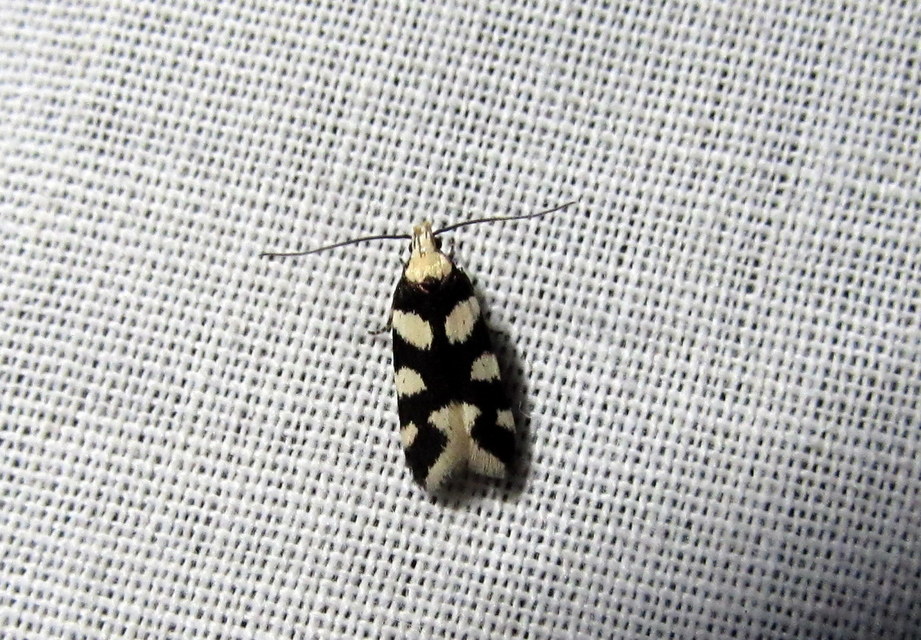 Pseudotelphusa tessella - sóskafamoly