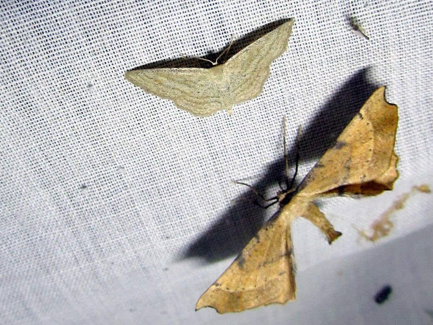 Artiora evonymaria - kecskerágó-araszoló