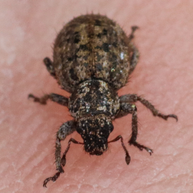 Cycloderes pilosulus - pikkelyeslábú ormányos