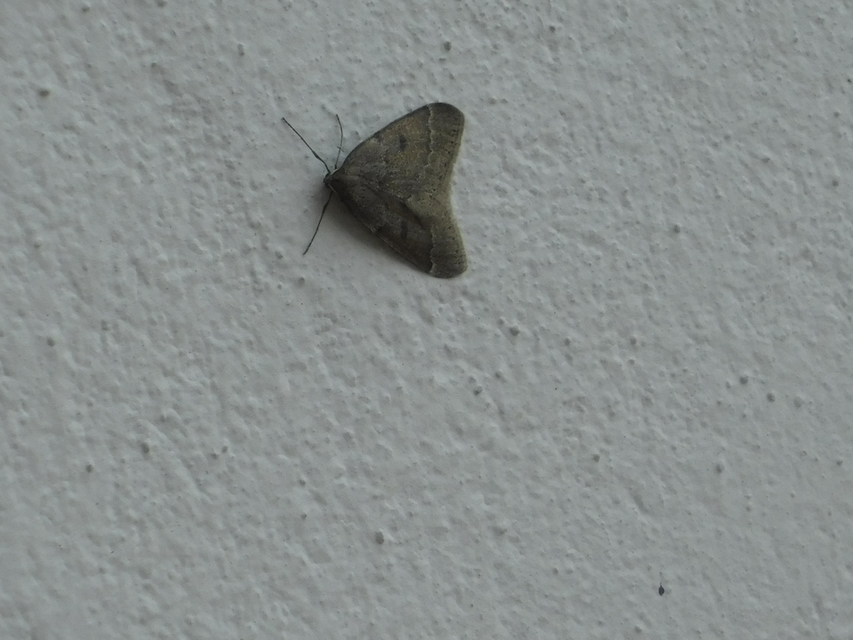 Theria rupicapraria - tavaszi kökényaraszoló