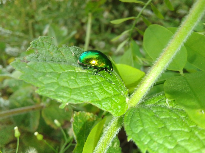 Chrysolina herbacea - zöld mentalevelész