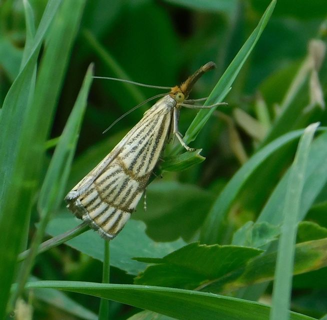 Chrysocrambus linetella - déli fűgyökérmoly