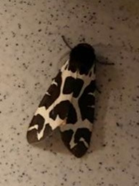 Arctia caja - közönséges medvelepke