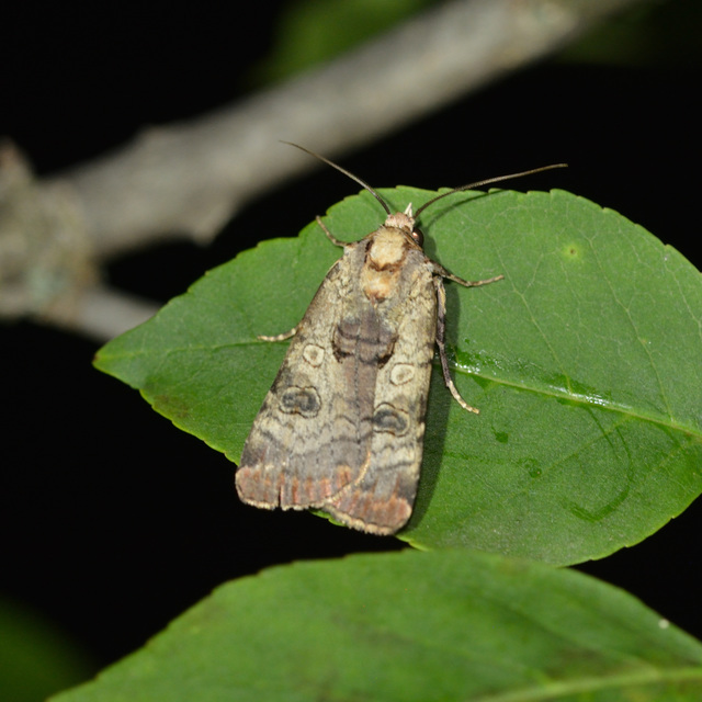 Epilecta linogrisea - karcsú sárgafűbagoly