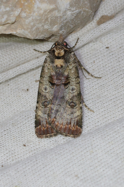 Epilecta linogrisea - karcsú sárgafűbagoly