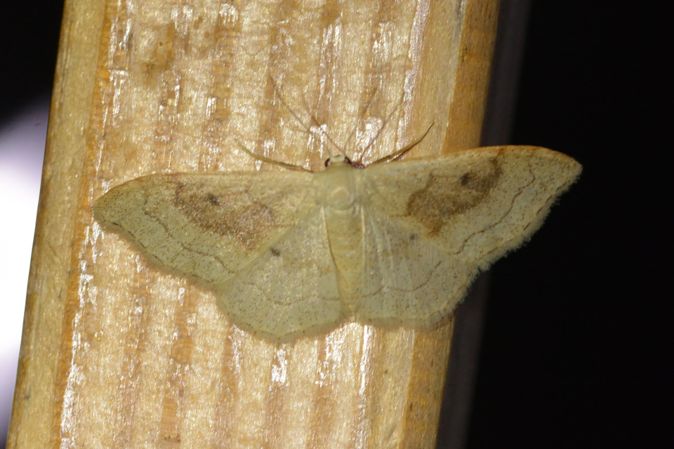 Idaea rubraria - vörössávos araszoló