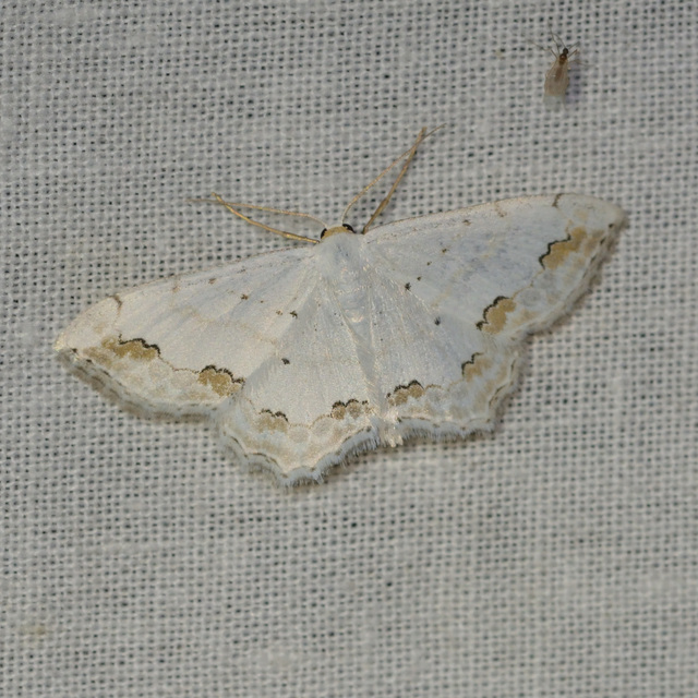 Scopula ornata - díszes fehéraraszoló