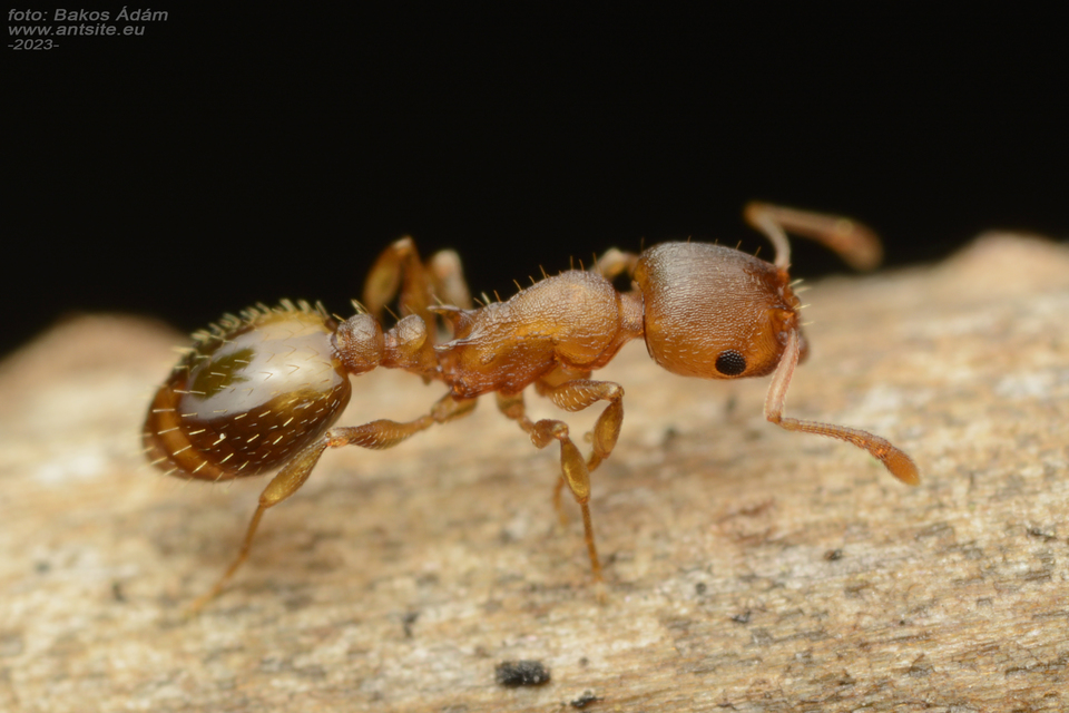 Temnothorax crassispinus - gubacslakó kéreghangya