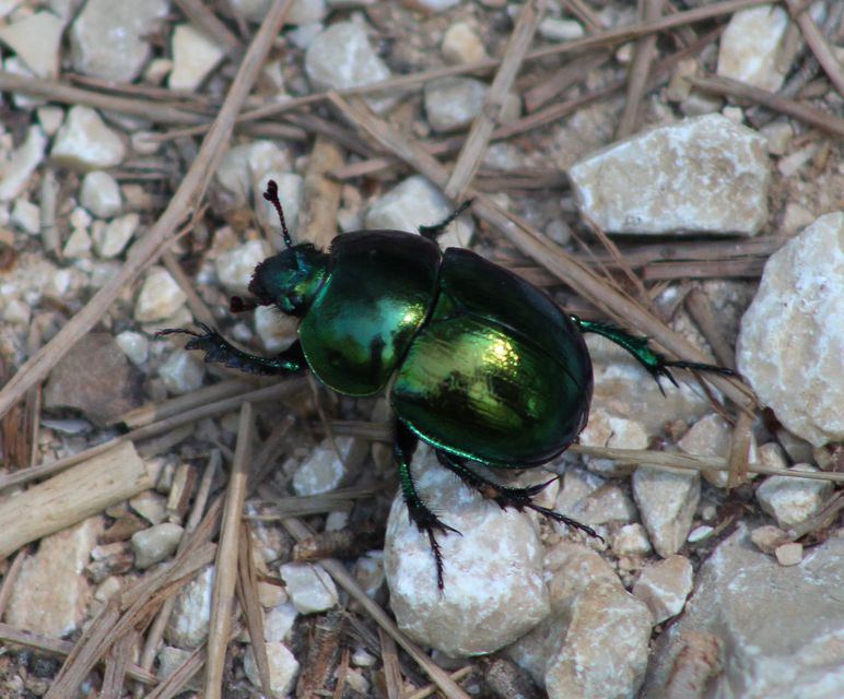 Trypocopris vernalis - tavaszi álganéjtúró