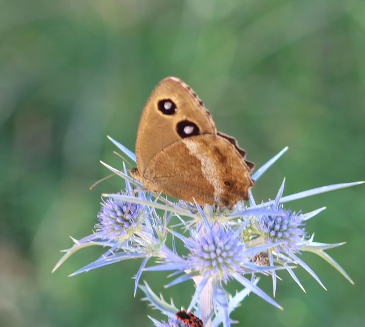 Minois dryas - fekete szemeslepke