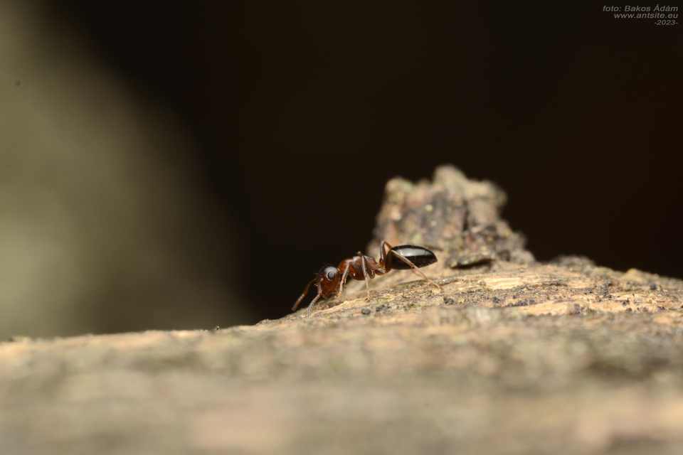 Colobopsis truncata - kapushangya
